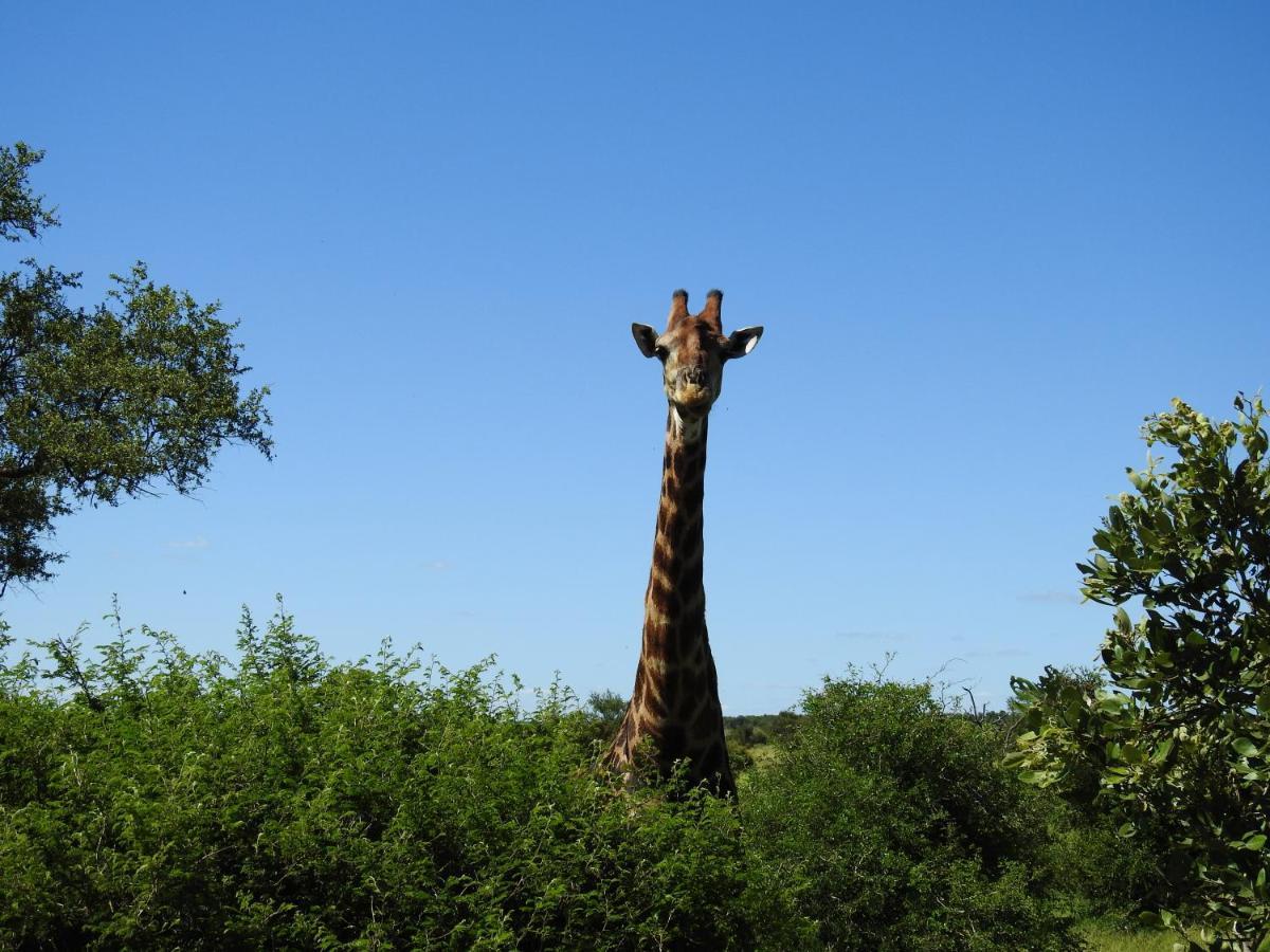 African Dream Tour Hoedspruit Exteriör bild