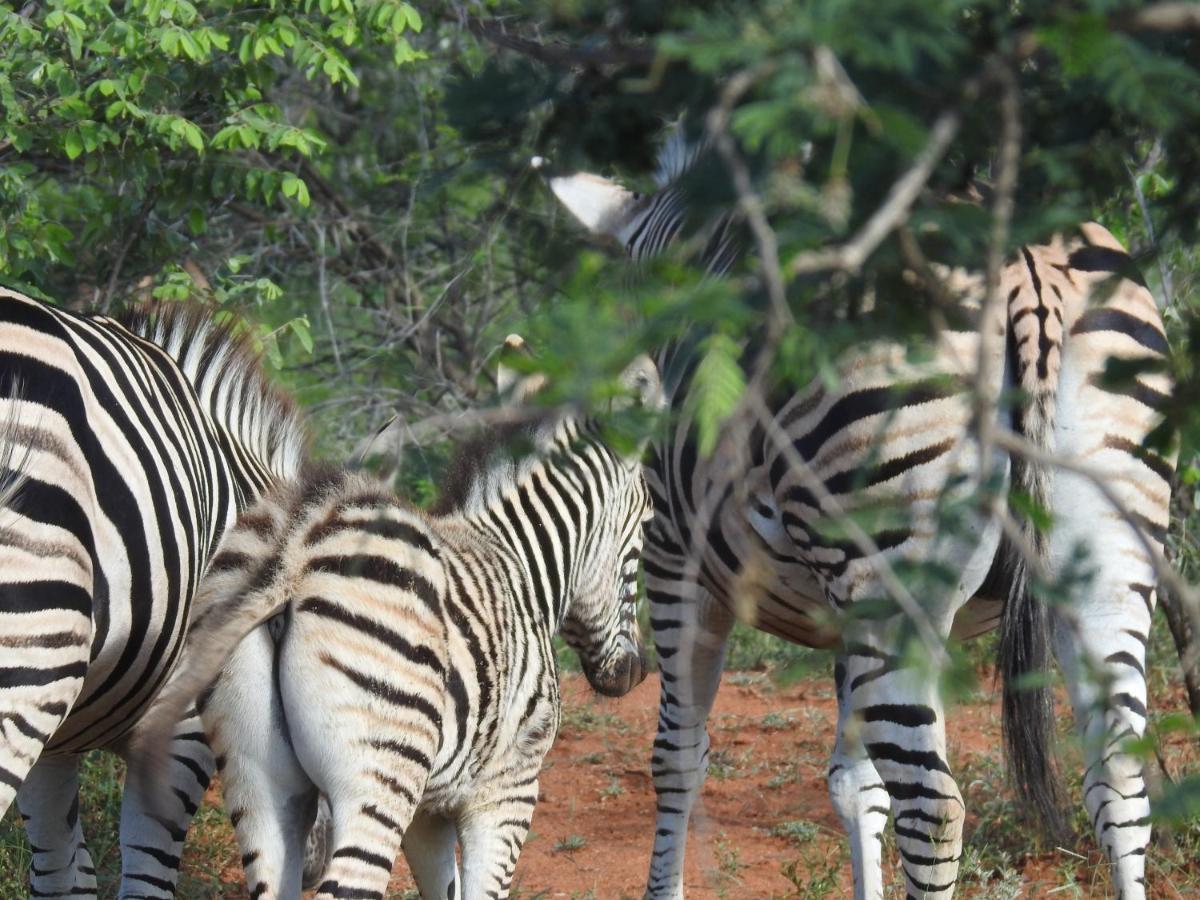 African Dream Tour Hoedspruit Exteriör bild